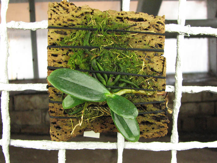 Aerangis spiculata.jpg