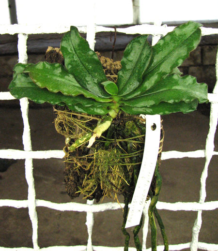 Aerangis mystacidii x decaryana.jpg