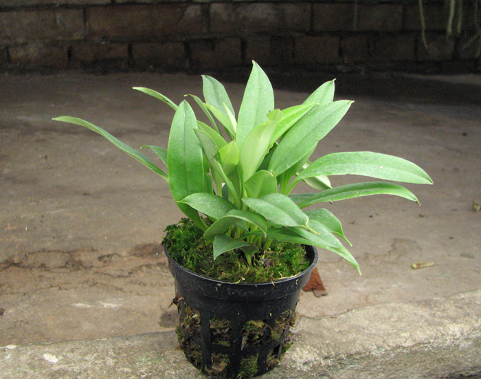 Masdevallia patula.jpg