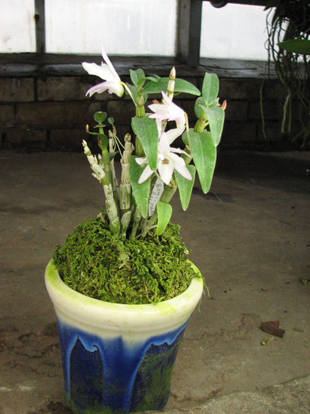 Dendrobium moniliforme Raizan.jpg