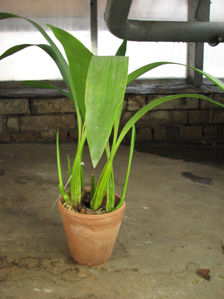 Coelogyne lawrenceana.jpg