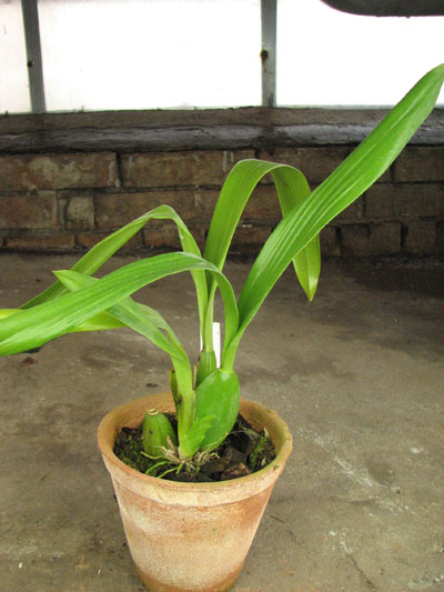 Oncidium Namboh Waltz ‘Boso Sweet’.jpg