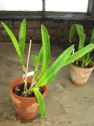 Brassocattleya Maikai 'Mayumi'.jpg