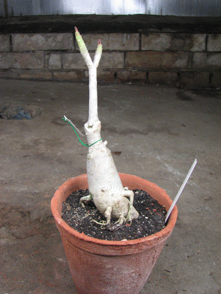 Adenium Lovely Sky.jpg