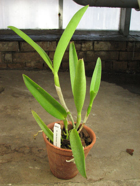 Brassocattleya Little Mermaid 'Janet'.jpg