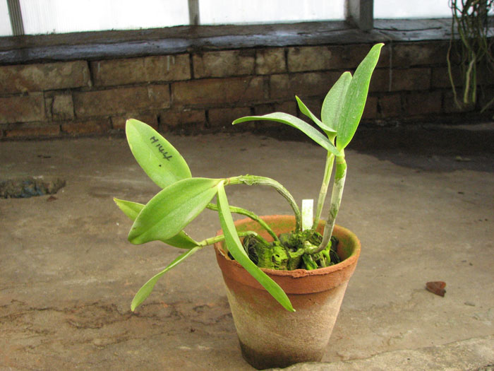 Cattleya Walkerinter.jpg