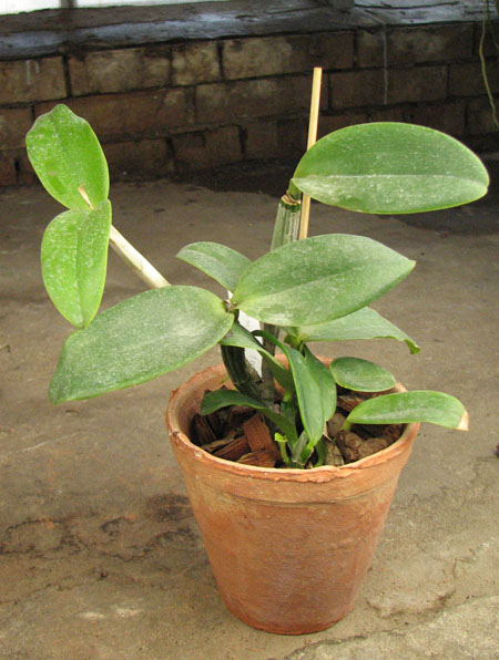 Cattleya Walkerinter coerulea.jpg
