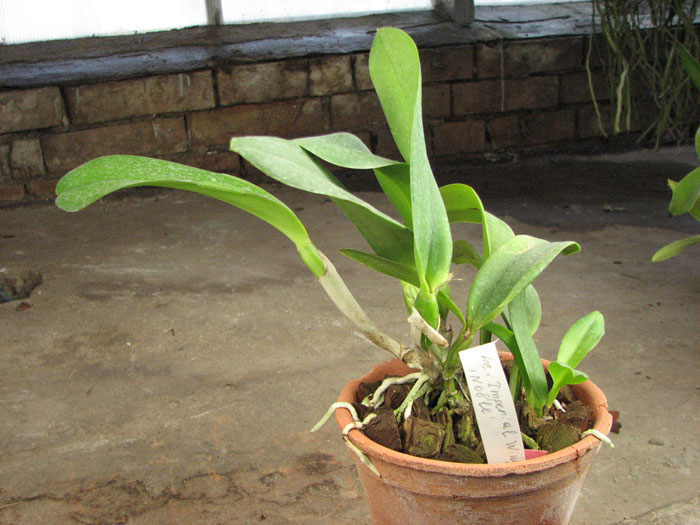 Laeliocattleya Imperial Wings 'Noble'.jpg