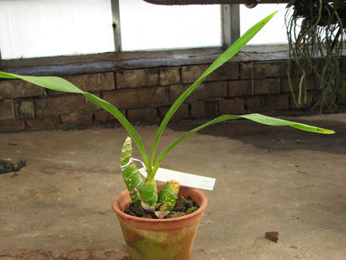 Mormodes rolfeana.jpg