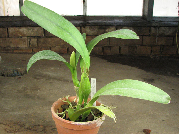 Brassolaeliocattleya Hsinying Catherine 'Hakucho'.jpg