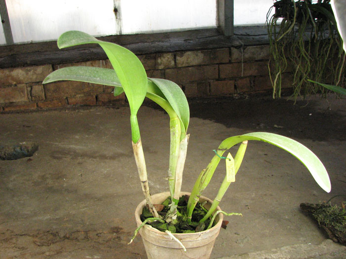 Brassolaeliocattleya Hsinying Chaffinch 'BD'.jpg