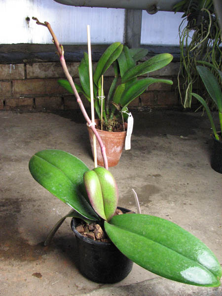 Doritaenopsis Leopard Prince 'Sogo'.jpg