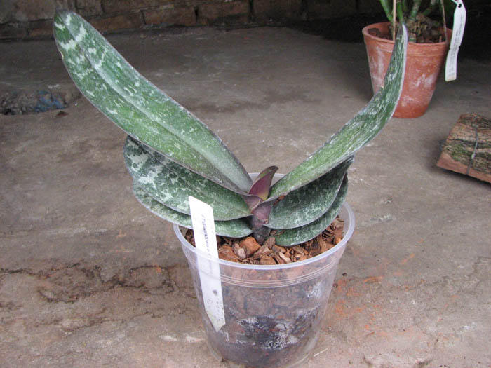 Phalaenopsis schilleriana.jpg