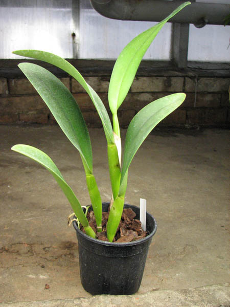 Brassolaeliocattleya Ports of Paradise Green 'Ching Hua'.jpg
