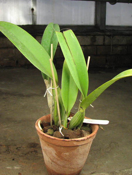 Brassolaeliocattleya Memoria Tiang 'Pipob'.jpg
