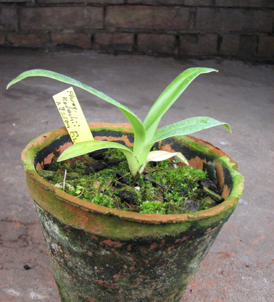 Phragmipedium kovachii x Jason Fischer.jpg