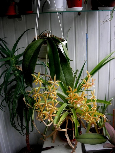 Phalaenopsis schilleriana x mannii.JPG