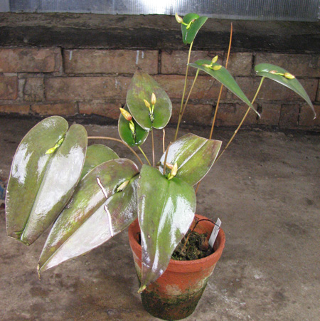 Pleurothallis linguifera.jpg