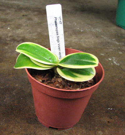 Doritaenopsis Sogo Vivien Variegated leaf.jpg