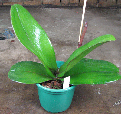 Doritaenopsis Taiwan Red Cat 'Red Cat'.jpg