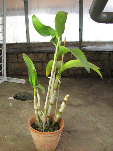 Dendrobium Burana White.jpg