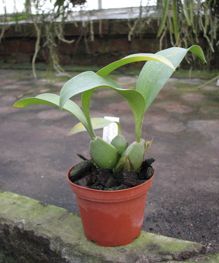 Rossioglossum grande.jpg