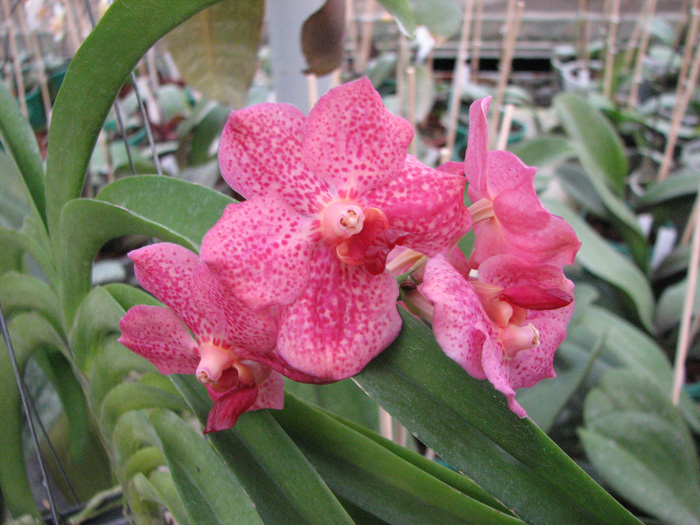 Ascocenda Krailerk x Vanda Wirat x Ascocenda Vilas.jpg