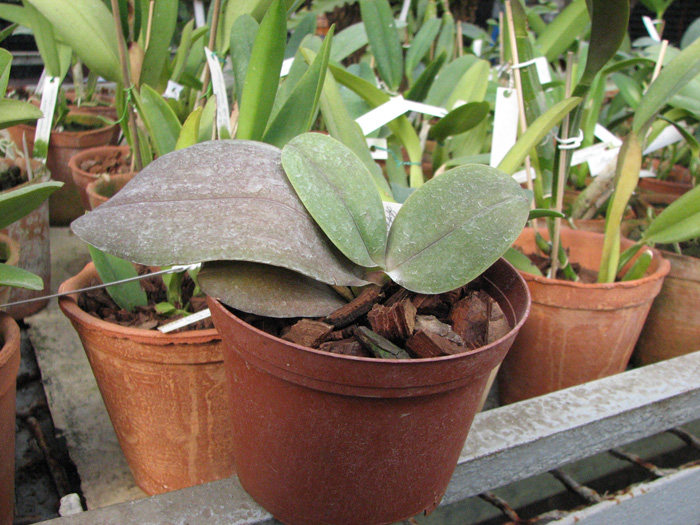 Doritaenopsis Sogo Pride 'Golden Star'.jpg