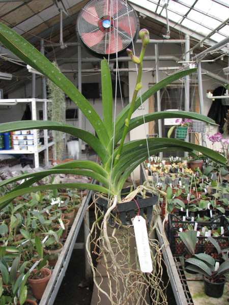 Vanda Kultana Fantasy.jpg