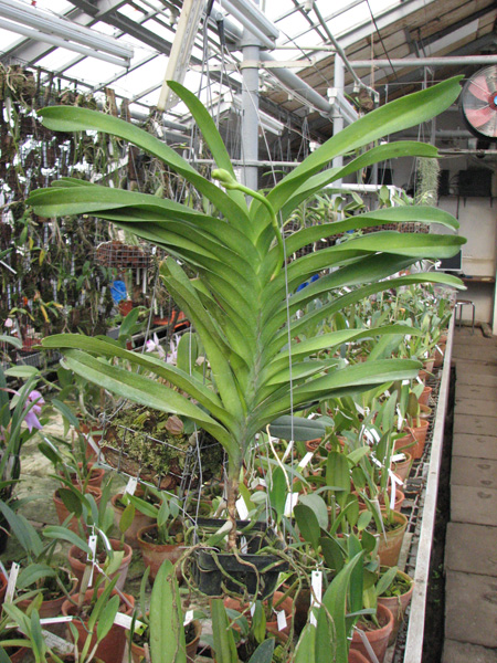 Vanda Sansai Blue.jpg