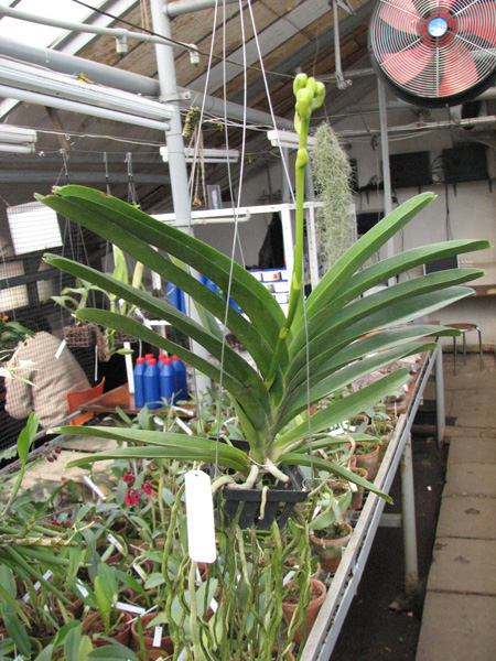 Vanda Kasem's Delight x Vanda Bitz's Heratthrob.jpg