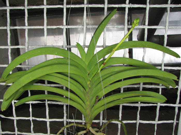 Vanda Pranermprai x Ascocenda Butter Fly x Vanda Sankhamphaeng.jpg