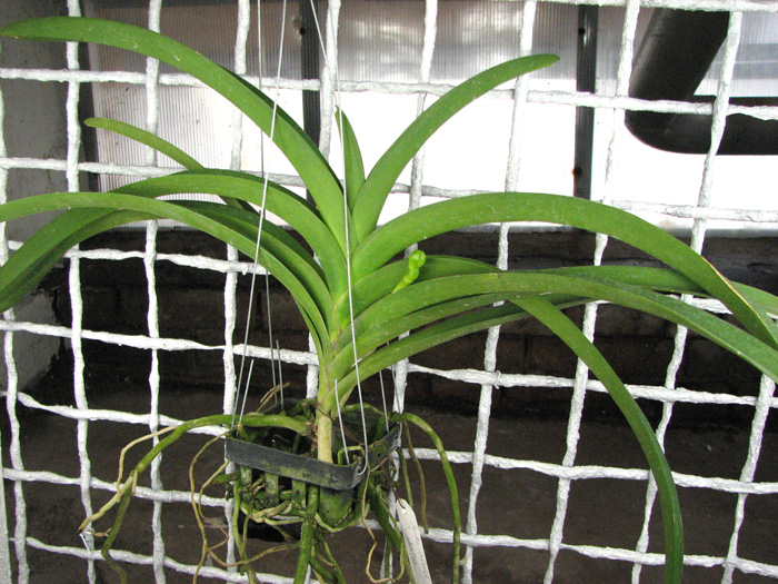 Ascocenda Oriental Lunar Beach x Vanda Chaiya.jpg