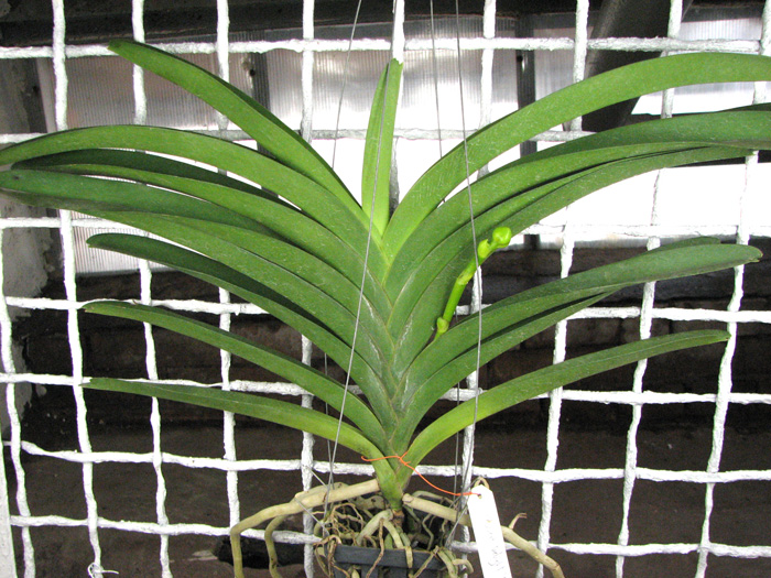 Vanda Robert Delight Blue.jpg