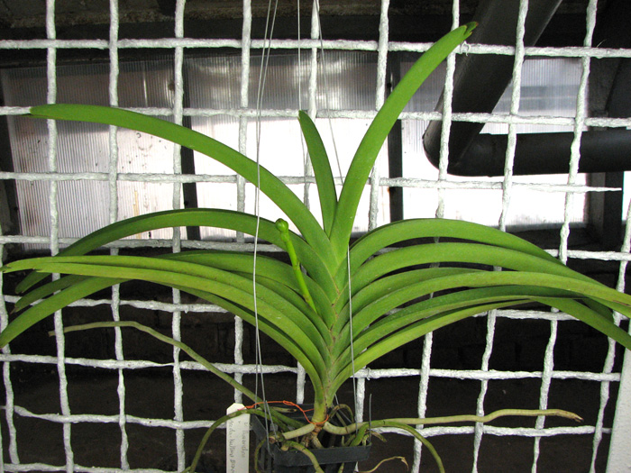 Vanda Thananchai x Ascocenda Kultana Brown.jpg