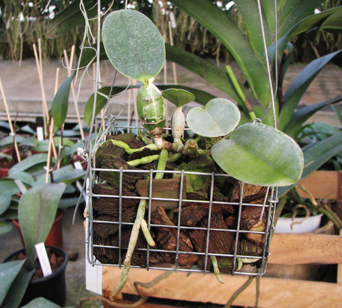 Cattleya walkeriana alba x coerulea.jpg