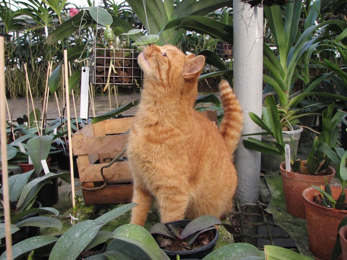 Орхидейная кошка.jpg