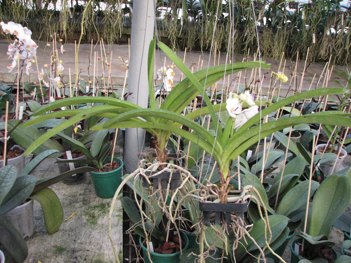Vascostylis Viboon Velvet.jpg