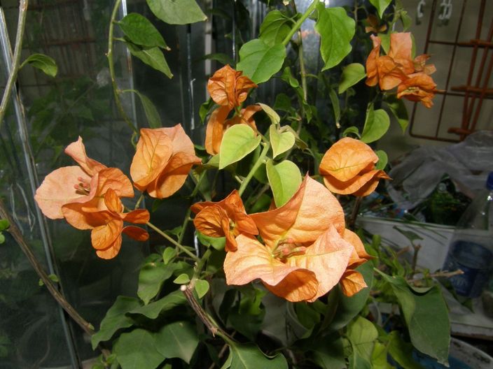 И у меня чудо неугомонное цветет