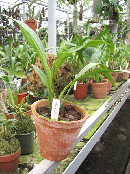 Zygopetalum 'Rhein Blue Angel.jpg
