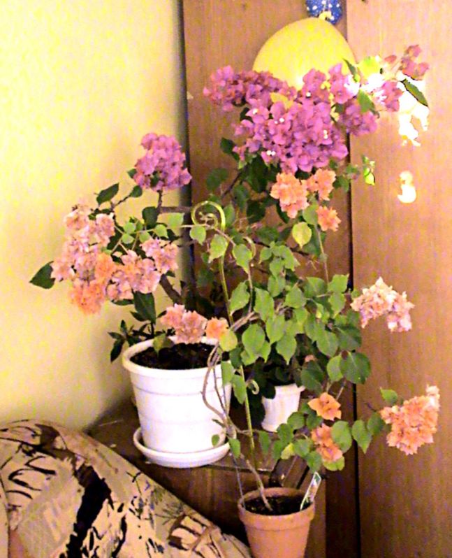 мои бугенвиллеи