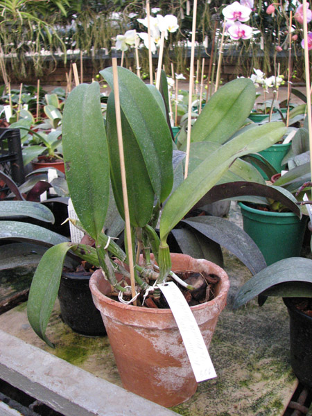 Laeliocattleya Mini Song 'La Primera Morada'.jpg