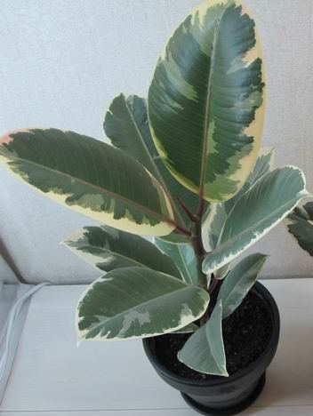 Фикус эластика Tineke.jpg