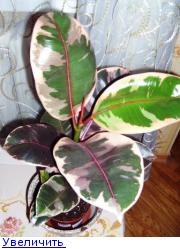 фикус Бейлиз.jpg