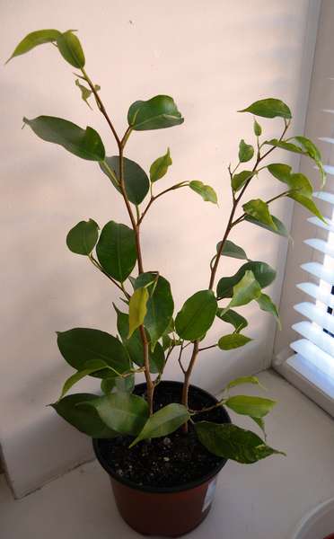 фикус Сафари.jpg