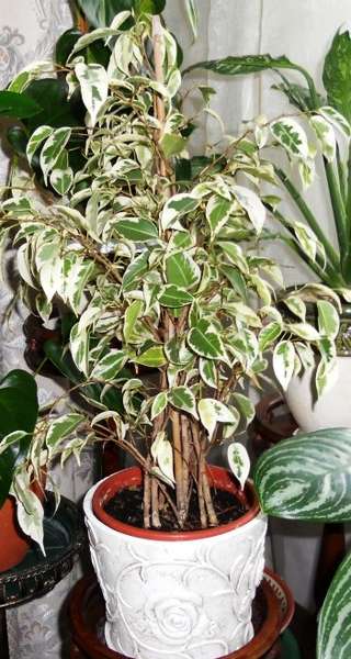 фикус Moonlight..jpg