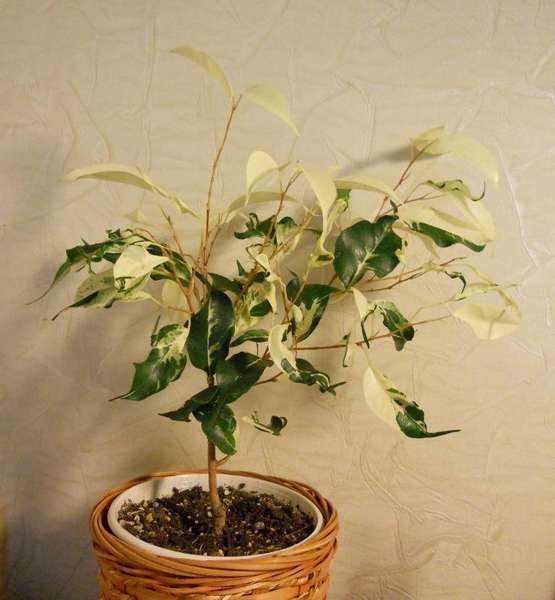 Фикус фэнтази.jpg