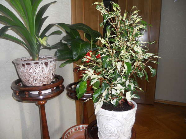 фикус кёрли.jpg