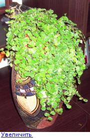 фикус пумила санни.jpg