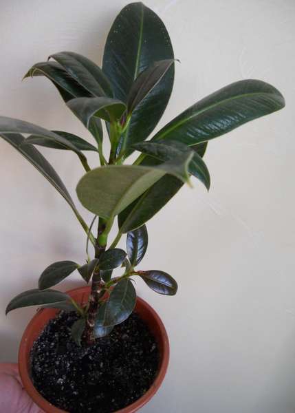 фикус Мелани.jpg